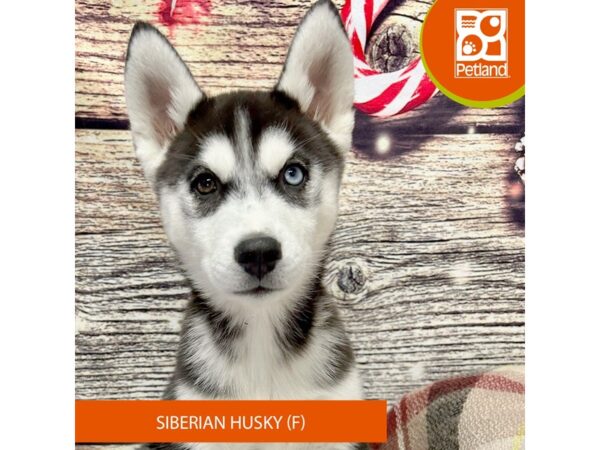 [#4325] Black / White Female Siberian Husky Puppies for Sale