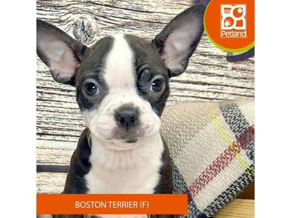 [#4323] Black Brindle / White Female Boston Terrier Puppies for Sale