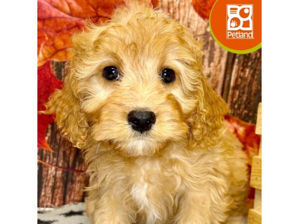 [#4294] Red / White Male Cavapoo F1 Puppies for Sale