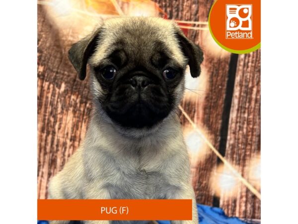 [#4308] Fawn Female Pug Puppies for Sale