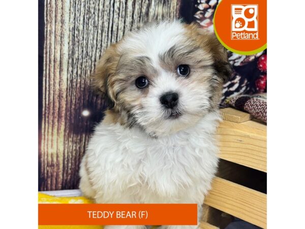 [#4320] Tri-Colored Female Teddy Bear Puppies for Sale