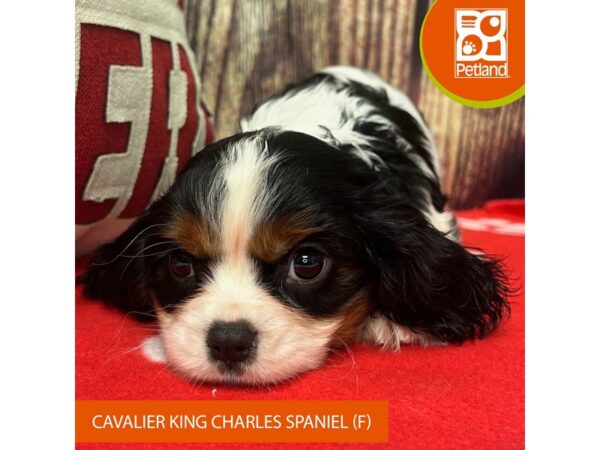 [#4319] Tri-Colored Female Cavalier King Charles Spaniel Puppies for Sale