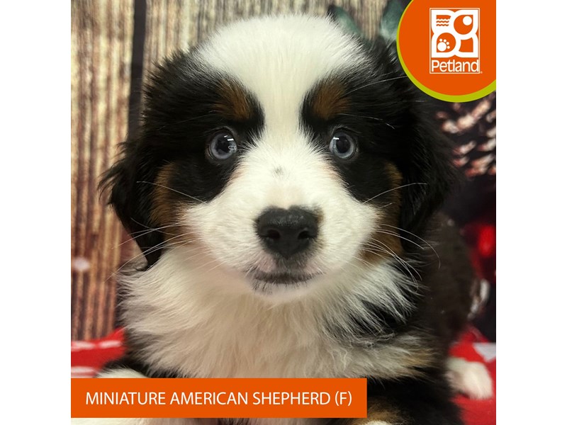 Miniature American Shepherd - 4318 Image #1