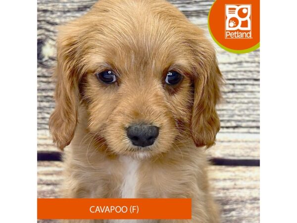 [#4329] Light Red Female Cavapoo Puppies for Sale