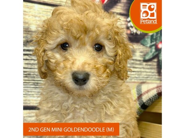 [#4328] Red Male Goldendoodle Mini 2nd Gen Puppies for Sale