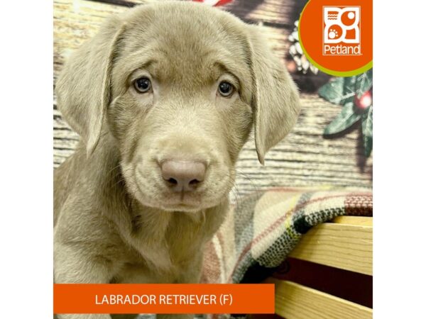 [#4326] Silver Female Labrador Retriever Puppies for Sale