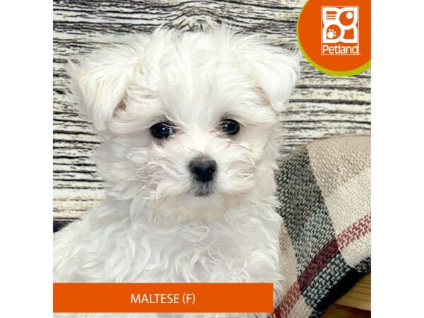 [#4324] White Female Maltese Puppies for Sale