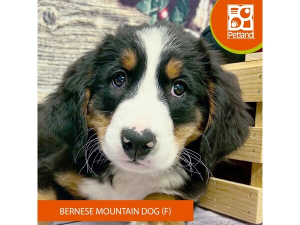 [#4322] Black Rust / White Female Bernese Mountain Dog Puppies for Sale