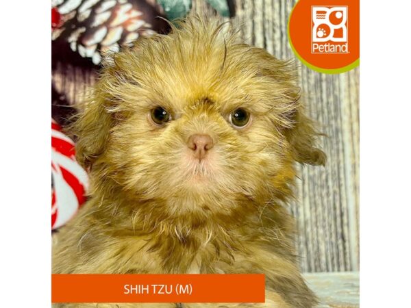 [#4330] Liver Male Shih Tzu Puppies for Sale