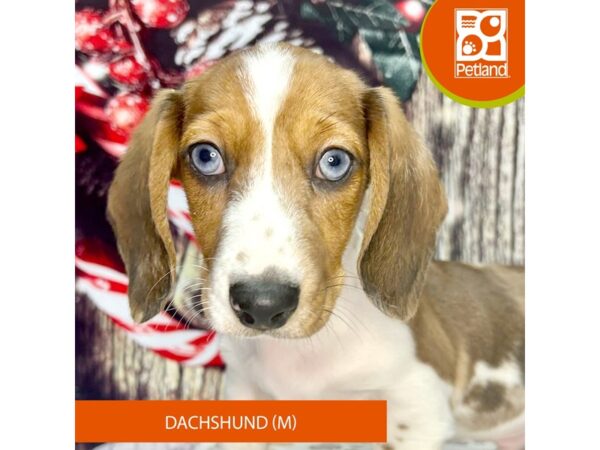 [#4331] Red Male Dachshund Puppies for Sale