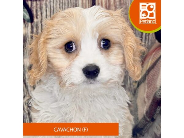 [#4332] Blenheim Female Cavachon Puppies for Sale