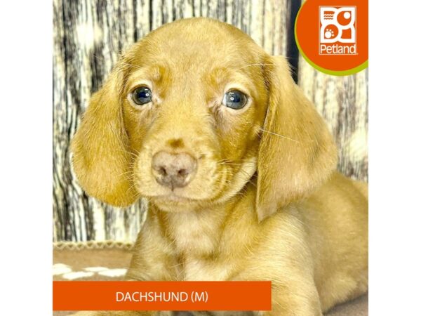 [#4333] Red Male Dachshund Puppies for Sale