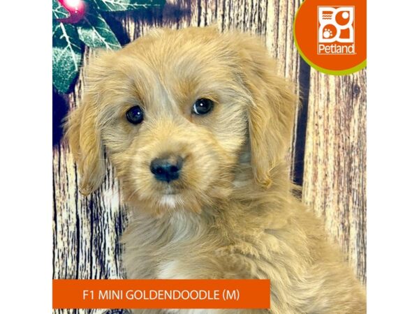 [#4334] Golden Male Goldendoodle Mini F1 Puppies for Sale
