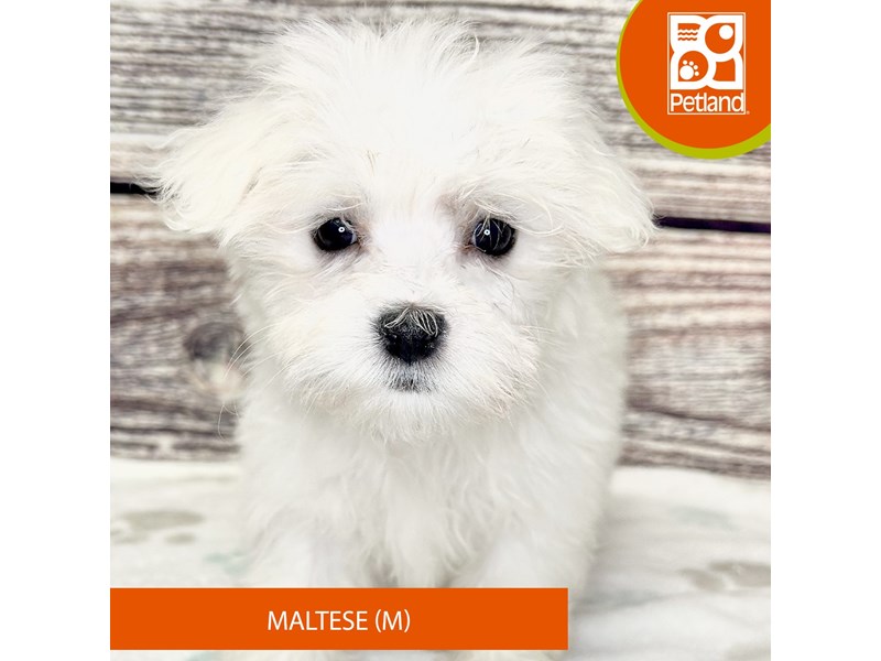 MaltesePuppies For Sale Petland Hilliard, Ohio