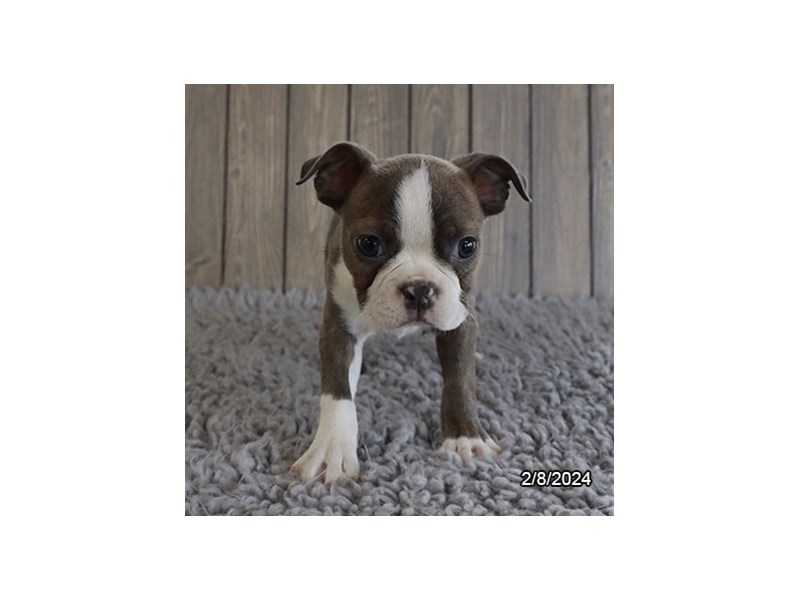 Available Pets Petland Hilliard, Ohio