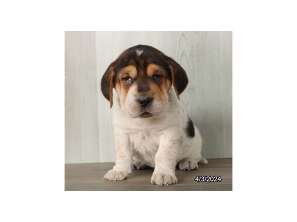 Walrus Puppy Fawn & White ID:2702 Located at Petland Hilliard, Ohio