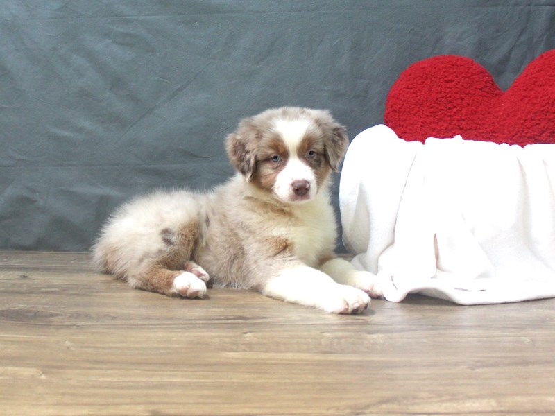 Australian Shepherd Puppies For Sale Petland Hilliard, Ohio